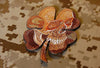 Clover Skull Morale Patch - Desert